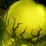 Golden Apple EGO Portrait.png